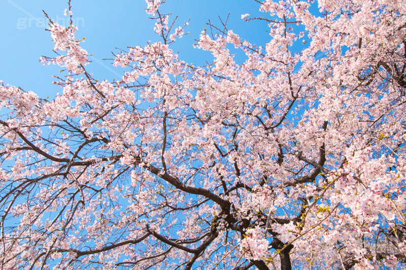 増上寺の枝垂桜,増上寺,寺,枝垂桜,枝垂れ,桜,さくら,サクラ,花見,お花見,境内,行事,花,お花,フラワー,はな,flower,花まつり,祭り,まつり,綺麗,きれい,キレイ,満開,咲,春,芝公園,港区,blossom,japan,temple