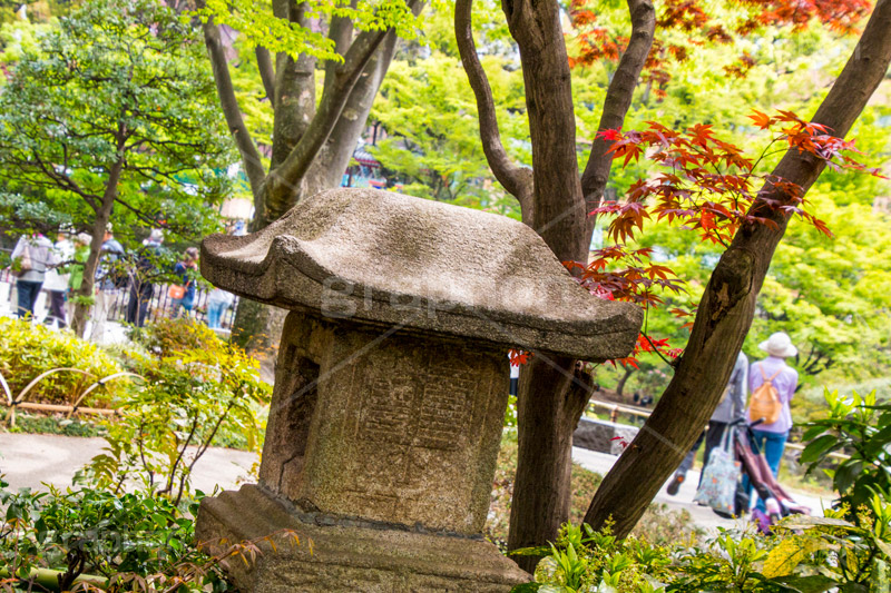 横浜公園の日本庭園,日本庭園,庭園,横浜,公園,神奈川,灯篭,park