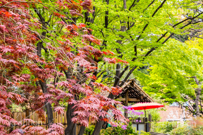 横浜公園の日本庭園,日本庭園,庭園,横浜,公園,神奈川,和傘,park
