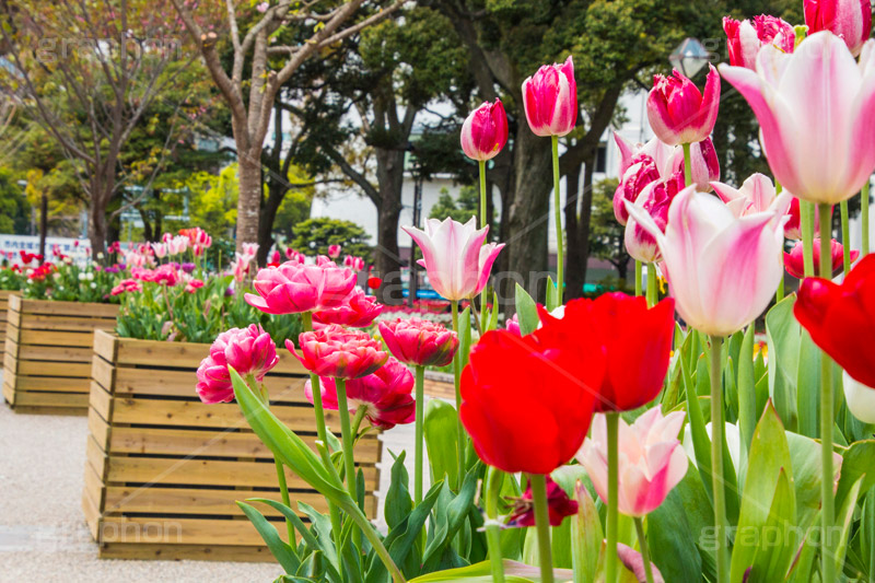 春の横浜公園,横浜,公園,神奈川,花,お花,フラワー,はな,flower,花畑,春,チューリップ,spring,park,tulip