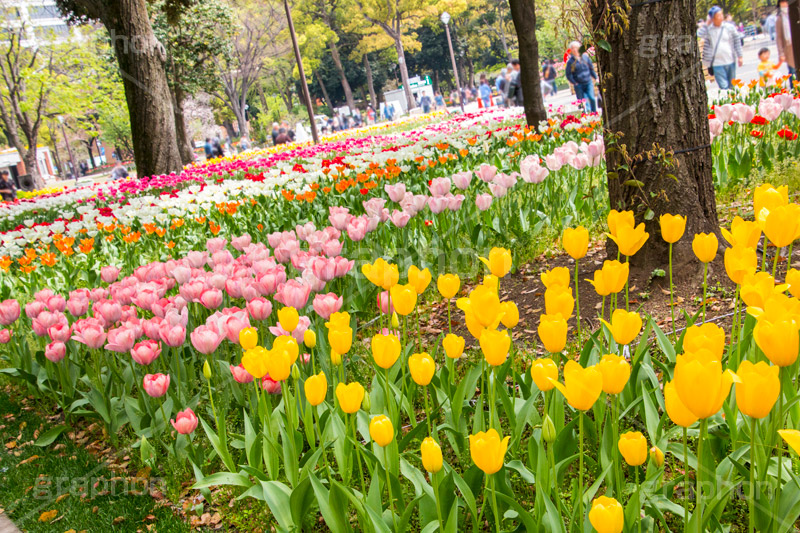 春の横浜公園,横浜,公園,神奈川,花,お花,フラワー,はな,flower,花畑,春,チューリップ,spring,park,tulip