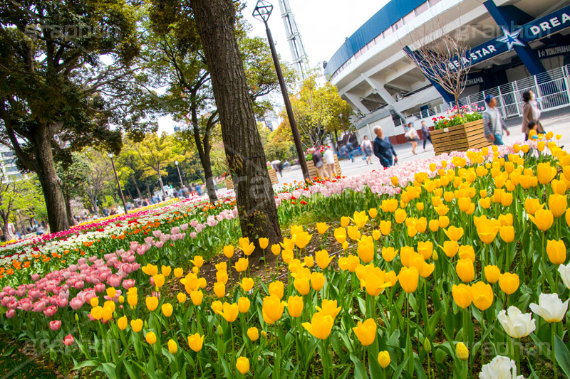 春の横浜公園,横浜,公園,神奈川,花,お花,フラワー,はな,flower,花畑,春,チューリップ,spring,park,tulip