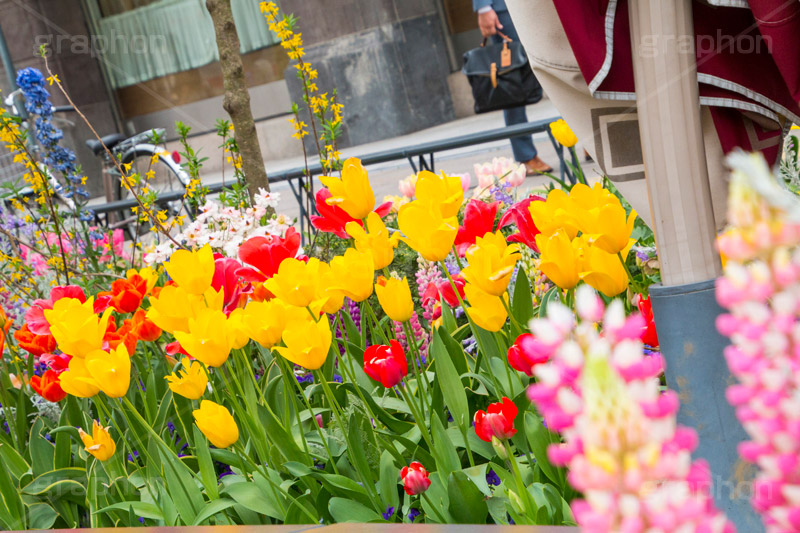 春の日本大通り,横浜,神奈川,flower,spring,tulip,花壇,花畑,日本大通り,春,通り,歩道,チューリップ
