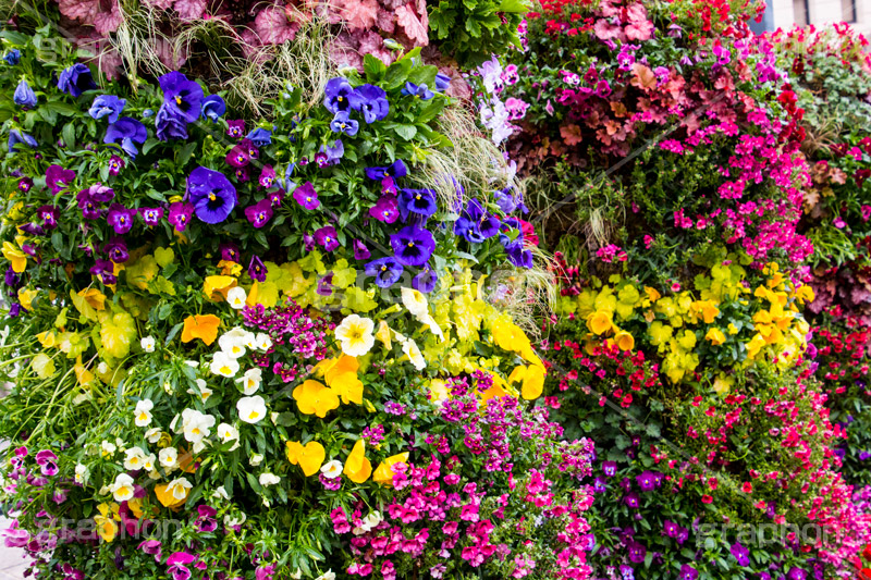 春の日本大通り,横浜,神奈川,flower,spring,topiary,トピアリー,花壇,日本大通り,春,通り,歩道