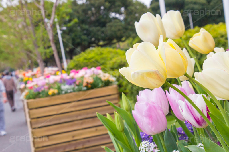 春の山下公園,山下公園,春,チューリップ,花,フラワー,spring,flower,tulip,花壇,横浜港,横浜,神奈川