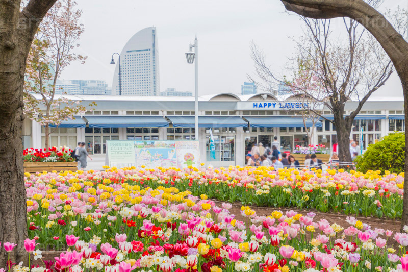 春の山下公園,山下公園,春,チューリップ,花,フラワー,spring,flower,tulip,花壇,横浜港,横浜,神奈川