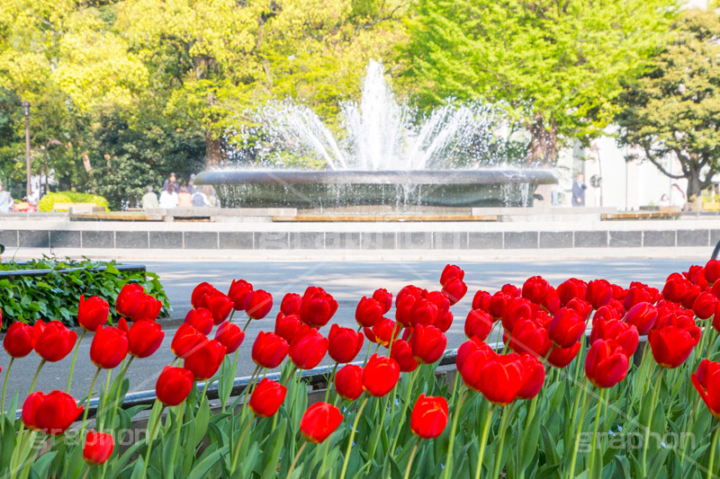 春の日比谷公園,日比谷公園,チューリップ,春,噴水,千代田区,日比谷,公園,japan,spring,tulip,flower,満開,花,お花,フラワー,花壇,都立公園,霞が関,有楽町