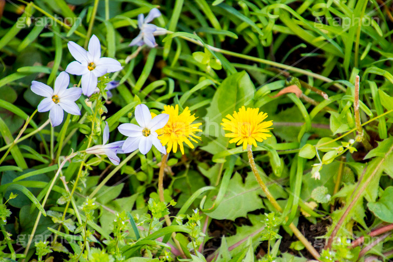 野に咲くタンポポ,たんぽぽ,タンポポ,野原,花,お花,フラワー,flower,spring,野花,雑草,春,キク科,多年草,フヂナ,タナ