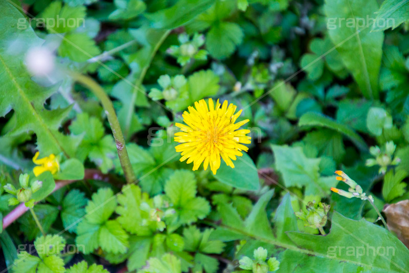 野に咲くタンポポ,たんぽぽ,タンポポ,野原,花,お花,フラワー,flower,spring,野花,雑草,春,キク科,多年草,フヂナ,タナ