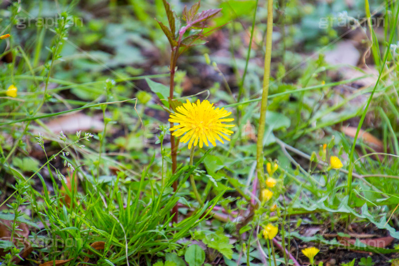 野に咲くタンポポ,たんぽぽ,タンポポ,野原,花,お花,フラワー,flower,spring,野花,雑草,春,キク科,多年草,フヂナ,タナ