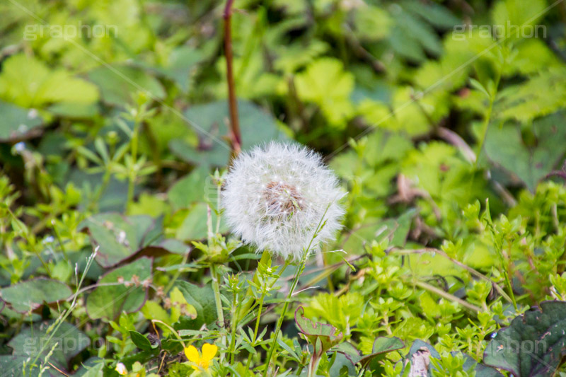 野に咲く綿毛,綿毛,種,種子,綿,飛ぶ,たんぽぽ,タンポポ,野原,花,お花,フラワー,flower,spring,野花,雑草,春,キク科,多年草,フヂナ,タナ