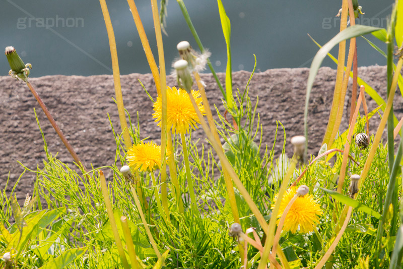 野に咲くタンポポ,たんぽぽ,タンポポ,野原,花,お花,フラワー,flower,spring,野花,雑草,春,キク科,多年草,フヂナ,タナ