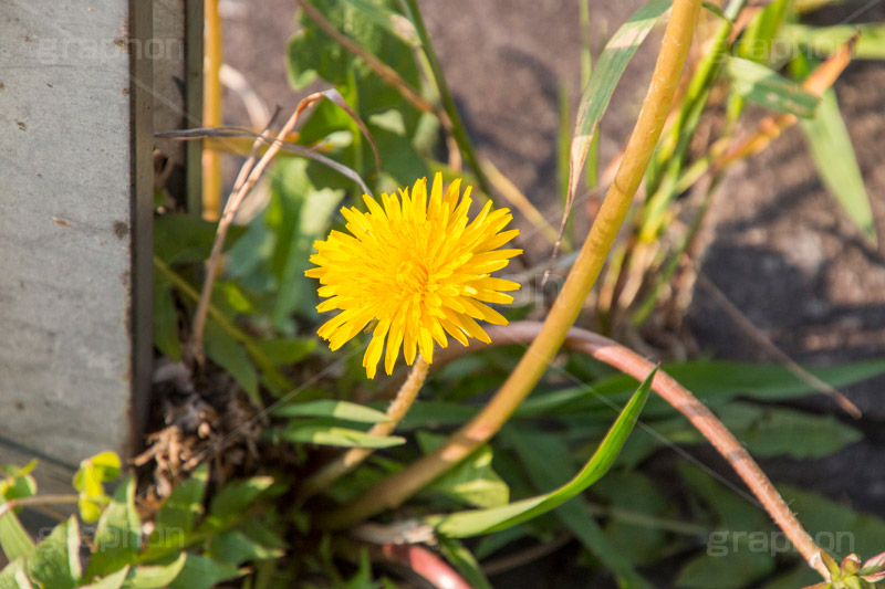 野に咲くタンポポ,たんぽぽ,タンポポ,野原,花,お花,フラワー,flower,spring,野花,雑草,春,キク科,多年草,フヂナ,タナ