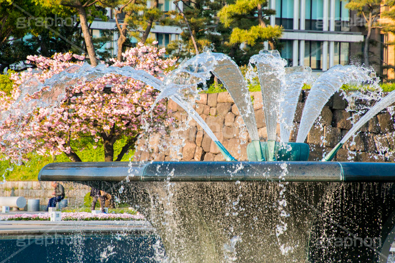 春の和田倉噴水公園,春,牡丹桜,遅咲き,花,お花,フラワー,和田倉噴水公園,大手町,公園,噴水,天皇,ご成婚,記念,大噴水,flower,spring,monument,モニュメント,落水施設