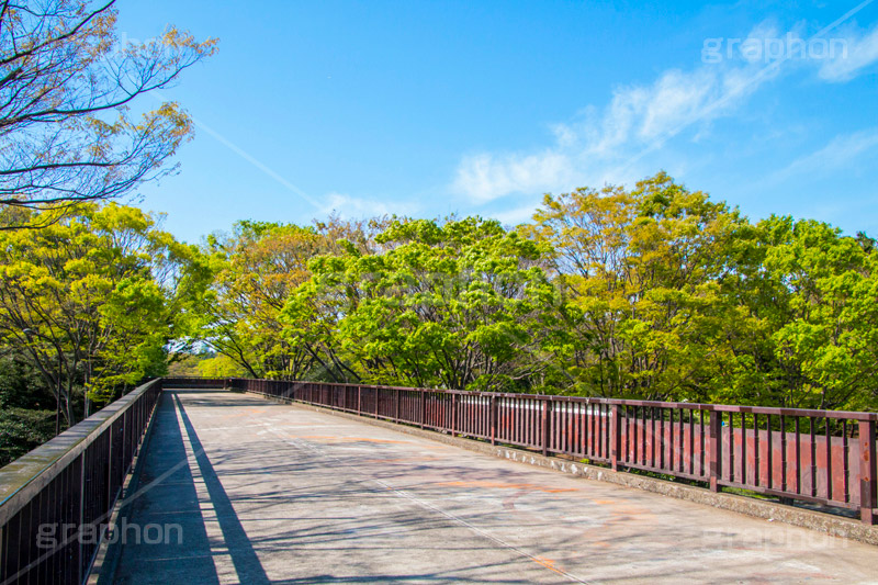 代々木公園,代々木,公園,渋谷,原宿,渋谷区,自然,草木,大きな木,樹木,憩い,park,tokyo