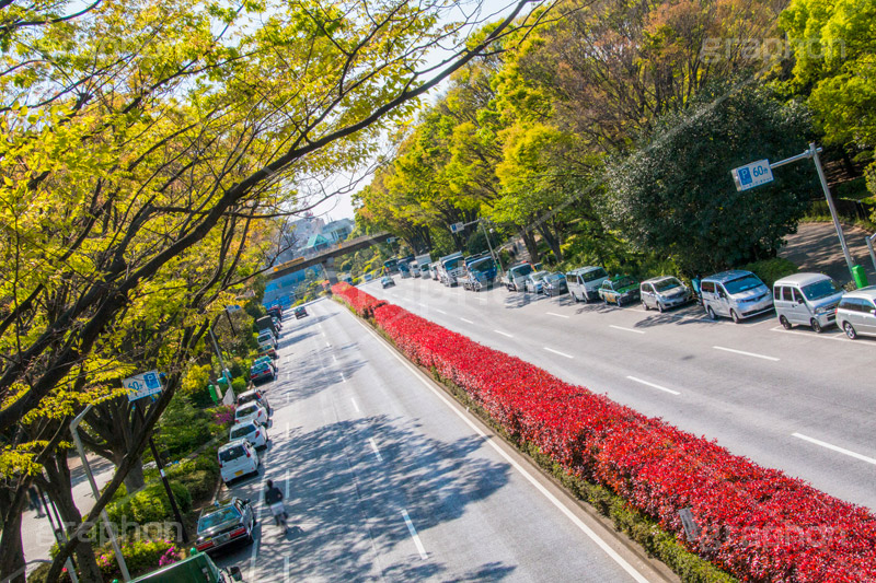代々木公園,代々木,公園,渋谷,原宿,渋谷区,自然,草木,大きな木,樹木,憩い,park,tokyo