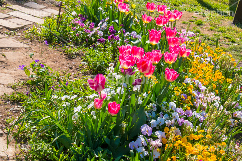 春の代々木公園,春,花壇,フラワー,花,お花,代々木公園,代々木,公園,渋谷,原宿,渋谷区,自然,草木,大きな木,樹木,憩い,チューリップ,park,tokyo,flower,tulip