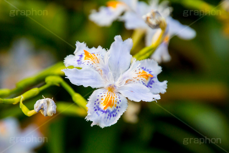 シャガ,しゃが,白紫花,著莪,春,花,お花,フラワー,アヤメ科,帰化植物,射干,ヒオウギアヤメ,射干,やかん,胡蝶花,flower,spring