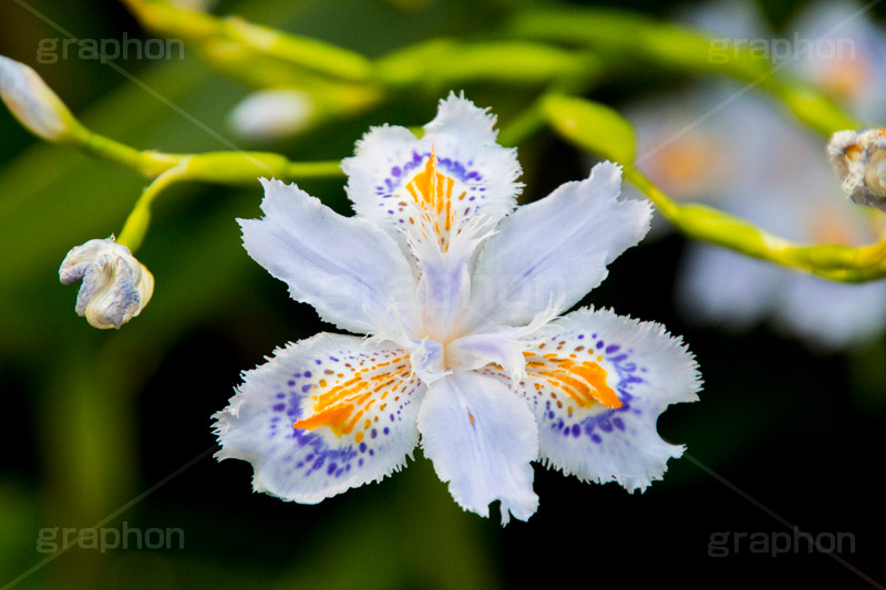 シャガ,しゃが,白紫花,著莪,春,花,お花,フラワー,アヤメ科,帰化植物,射干,ヒオウギアヤメ,射干,やかん,胡蝶花,flower,spring