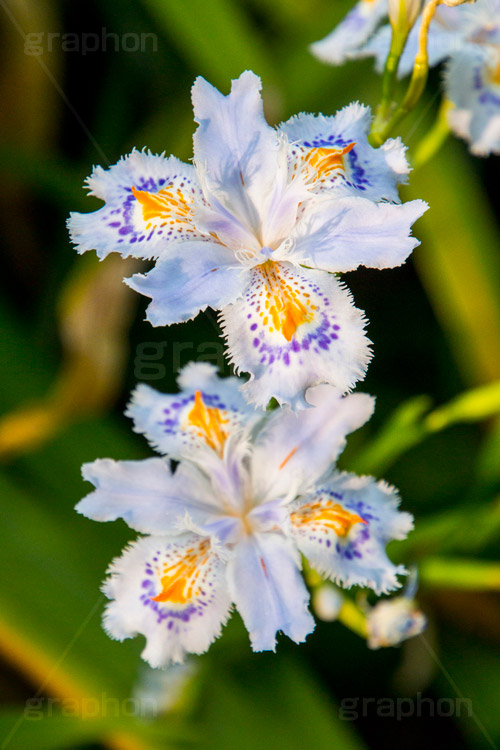 シャガ,しゃが,白紫花,著莪,春,花,お花,フラワー,アヤメ科,帰化植物,射干,ヒオウギアヤメ,射干,やかん,胡蝶花,flower,spring