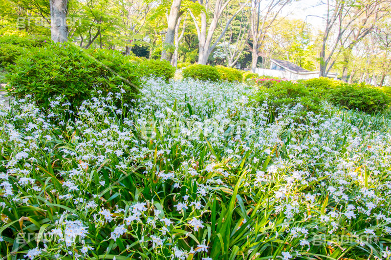 春の日比谷公園,シャガ,しゃが,白紫花,著莪,春,花,お花,フラワー,アヤメ科,帰化植物,射干,ヒオウギアヤメ,射干,やかん,胡蝶花,日比谷公園,春,千代田区,日比谷,公園,都立公園,霞が関,有楽町,flower,spring