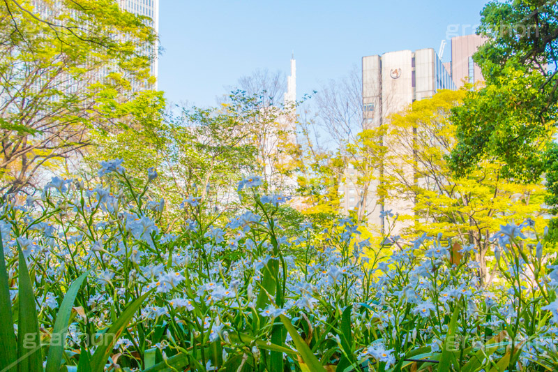 春の日比谷公園,シャガ,しゃが,白紫花,著莪,春,花,お花,フラワー,アヤメ科,帰化植物,射干,ヒオウギアヤメ,射干,やかん,胡蝶花,日比谷公園,春,千代田区,日比谷,公園,都立公園,霞が関,有楽町,flower,spring