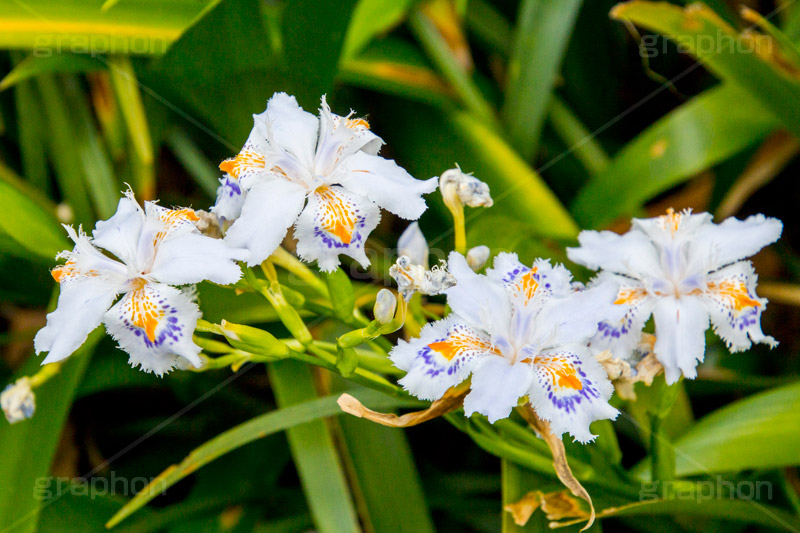 シャガ,しゃが,白紫花,著莪,春,花,お花,フラワー,アヤメ科,帰化植物,射干,ヒオウギアヤメ,射干,やかん,胡蝶花,flower,spring