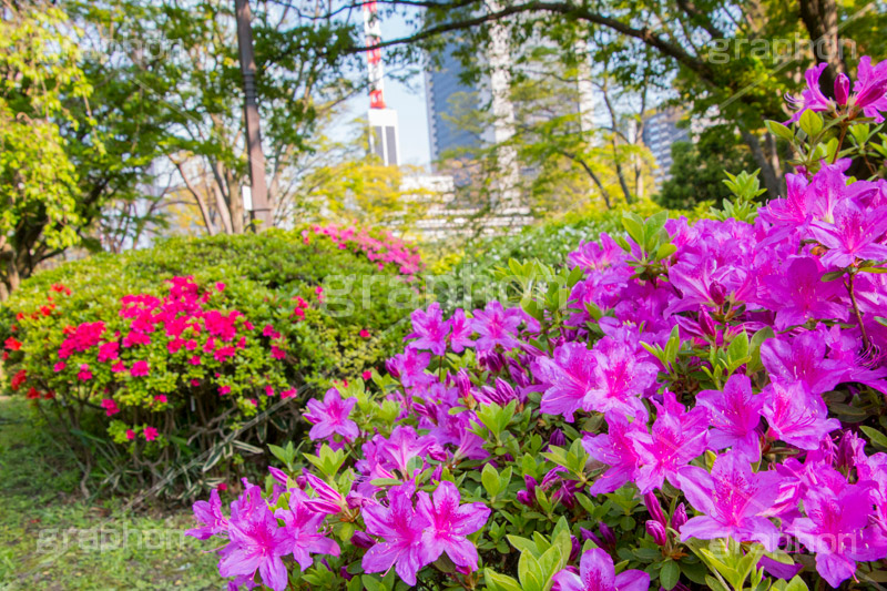 春の日比谷公園,ツツジ,ツツジ科,ツツジ属,花,お花,フラワー,はな,flower,spring,咲,花弁,日比谷公園,春,千代田区,日比谷,公園,都立公園,霞が関,有楽町