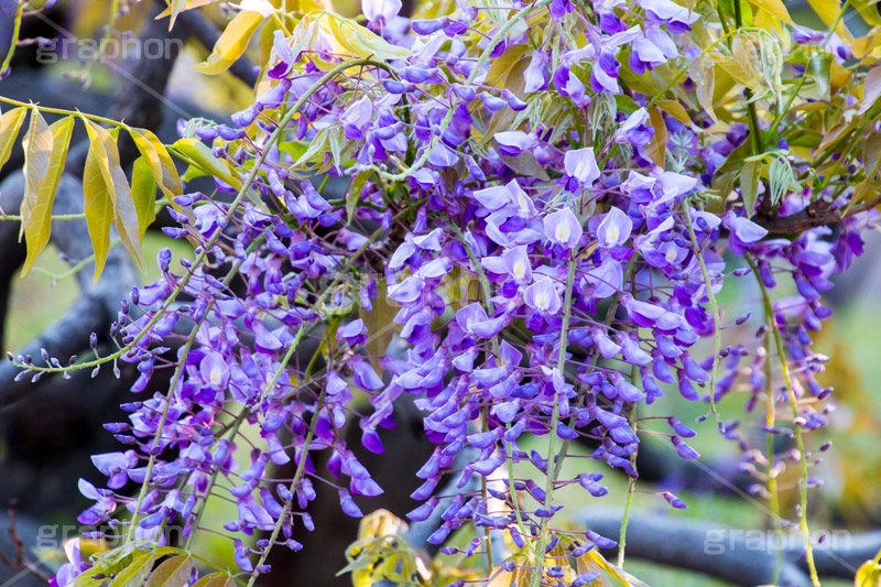 藤の花,ふじ,藤,藤棚,春,フジ,マメ科,フジ属,花,お花,フラワー,はな,咲,紫,藤色,ノダフジ,ヤマフジ,ノフジ,flower,purple,japan,spring