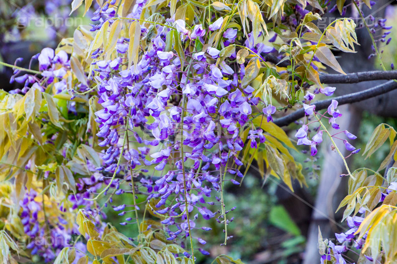 藤の花,ふじ,藤,藤棚,春,フジ,マメ科,フジ属,花,お花,フラワー,はな,咲,紫,藤色,ノダフジ,ヤマフジ,ノフジ,flower,purple,japan,spring