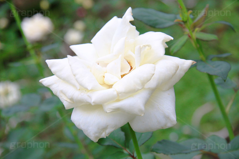 ホワイト･クリスマス,ホワイトクリスマス,バラ,花,お花,フラワー,ローズ,flower,rose,園芸種,灌木,低木,つる植物,秋バラ,秋,autumn,america,アメリカ,ハイブリッド,薔薇