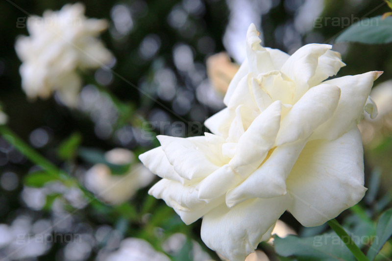 ホワイト･クリスマス,ホワイトクリスマス,バラ,花,お花,フラワー,ローズ,flower,rose,園芸種,灌木,低木,つる植物,秋バラ,秋,autumn,america,アメリカ,ハイブリッド,薔薇