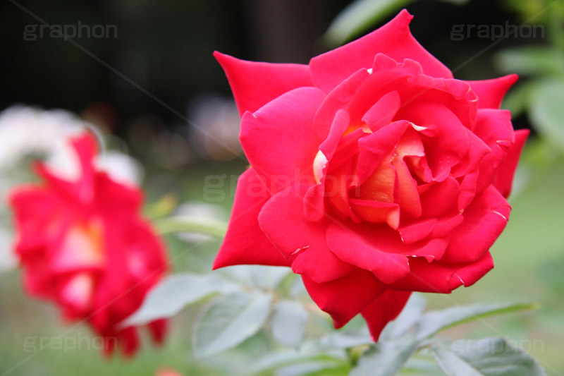 希望,バラ,花,お花,フラワー,ローズ,flower,rose,園芸種,灌木,低木,つる植物,秋バラ,秋,autumn,ハイブリッド,京成,薔薇