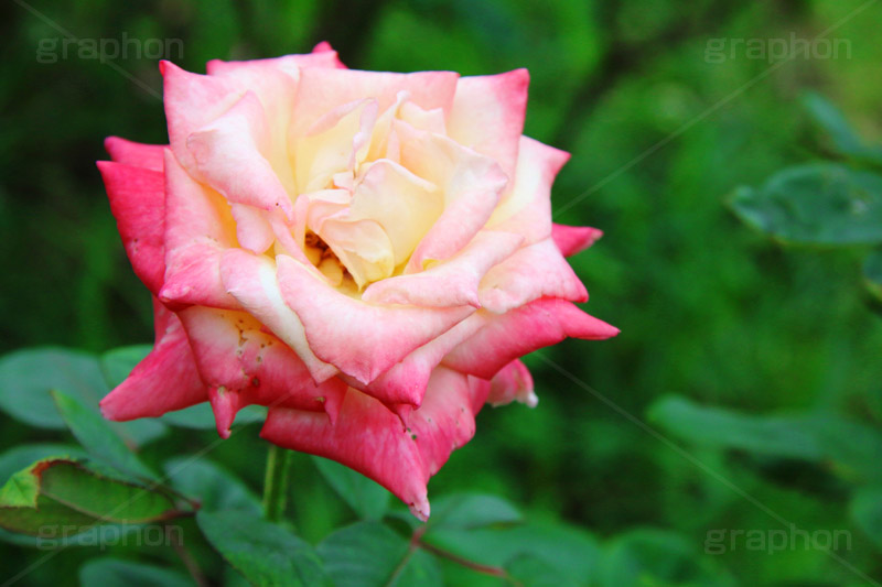 ダイアナ･プリンセス･オブ･ウェールズ,ダイアナ,バラ,花,お花,フラワー,ローズ,flower,rose,園芸種,灌木,低木,つる植物,秋バラ,秋,autumn,america,アメリカ,ハイブリッド,薔薇