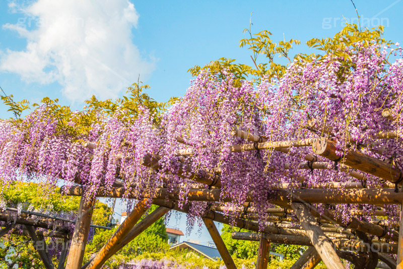 亀戸天神社の藤まつり,藤まつり,藤の花,藤,ふじ,藤棚,藤だな,ふじ棚,紫,春,花,お花,フラワー,亀戸天満神,亀戸天神,亀戸天満宮,東宰府天満宮,神社,参拝,江東区,亀戸,天満宮,菅原道真,学問,天満大自在天神,天菩日命,flower,japan