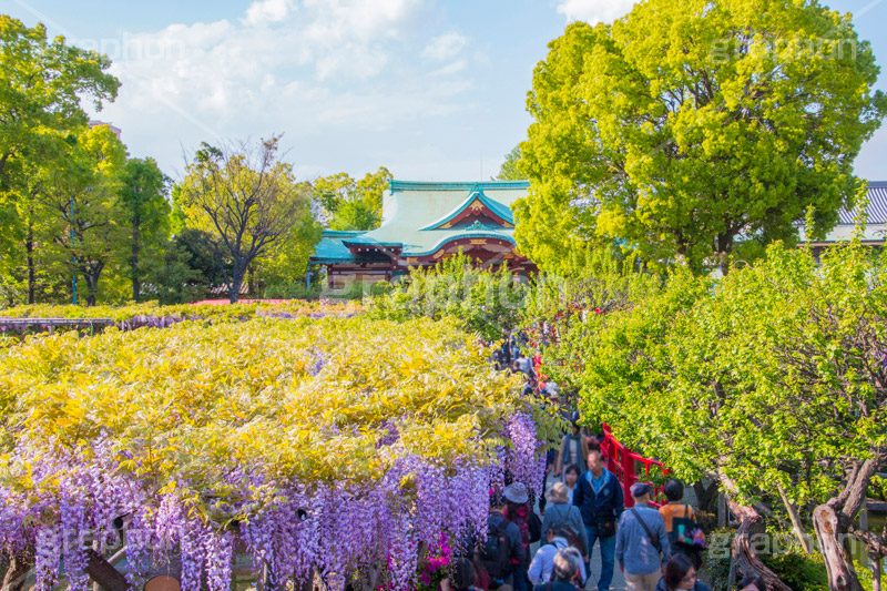 亀戸天神社の藤まつり,藤まつり,藤の花,藤,ふじ,藤棚,藤だな,ふじ棚,紫,春,花,お花,フラワー,亀戸天満神,亀戸天神,亀戸天満宮,東宰府天満宮,神社,参拝,江東区,亀戸,天満宮,菅原道真,学問,天満大自在天神,天菩日命,flower,japan