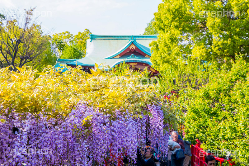 亀戸天神社の藤まつり,藤まつり,藤の花,藤,ふじ,藤棚,藤だな,ふじ棚,紫,春,花,お花,フラワー,亀戸天満神,亀戸天神,亀戸天満宮,東宰府天満宮,神社,参拝,江東区,亀戸,天満宮,菅原道真,学問,天満大自在天神,天菩日命,flower,japan