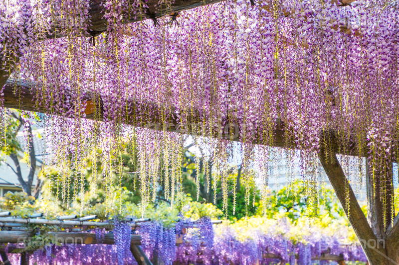 亀戸天神社の藤まつり,藤まつり,藤の花,藤,ふじ,藤棚,藤だな,ふじ棚,紫,春,花,お花,フラワー,亀戸天満神,亀戸天神,亀戸天満宮,東宰府天満宮,神社,参拝,江東区,亀戸,天満宮,菅原道真,学問,天満大自在天神,天菩日命,flower,japan