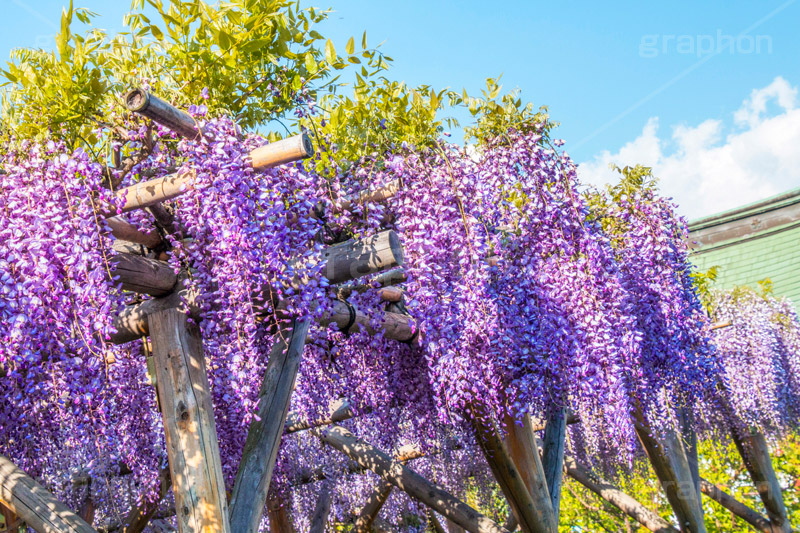 亀戸天神社の藤まつり,藤まつり,藤の花,藤,ふじ,藤棚,藤だな,ふじ棚,紫,春,花,お花,フラワー,亀戸天満神,亀戸天神,亀戸天満宮,東宰府天満宮,神社,参拝,江東区,亀戸,天満宮,菅原道真,学問,天満大自在天神,天菩日命,flower,japan