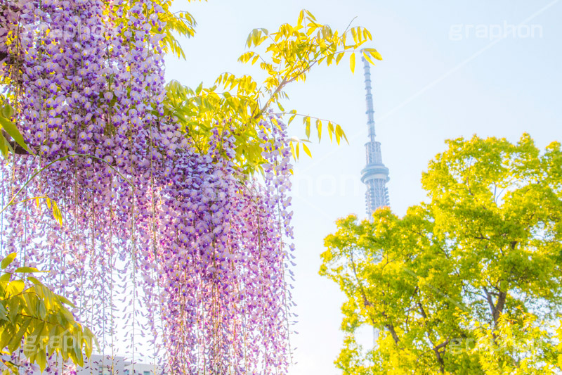 亀戸天神社の藤まつり,藤まつり,藤の花,藤,ふじ,藤棚,藤だな,ふじ棚,紫,春,花,お花,フラワー,亀戸天満神,亀戸天神,亀戸天満宮,東宰府天満宮,神社,参拝,江東区,亀戸,天満宮,菅原道真,学問,天満大自在天神,天菩日命,flower,japan