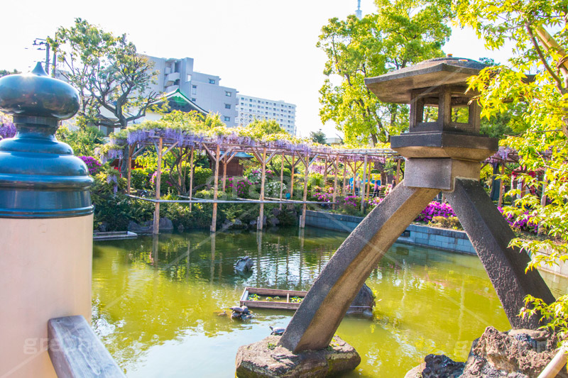 亀戸天神社の藤まつり,藤まつり,藤の花,藤,ふじ,藤棚,藤だな,ふじ棚,紫,春,花,お花,フラワー,亀戸天満神,亀戸天神,亀戸天満宮,東宰府天満宮,神社,参拝,江東区,亀戸,天満宮,菅原道真,学問,天満大自在天神,天菩日命,flower,japan