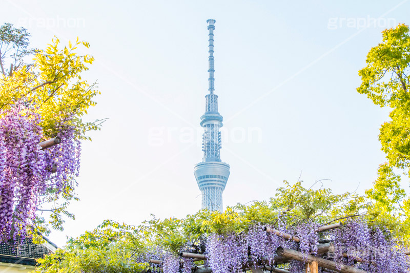 亀戸天神社の藤まつり,藤まつり,藤の花,藤,ふじ,藤棚,藤だな,ふじ棚,紫,春,花,お花,フラワー,亀戸天満神,亀戸天神,亀戸天満宮,東宰府天満宮,神社,参拝,江東区,亀戸,天満宮,菅原道真,学問,天満大自在天神,天菩日命,flower,japan