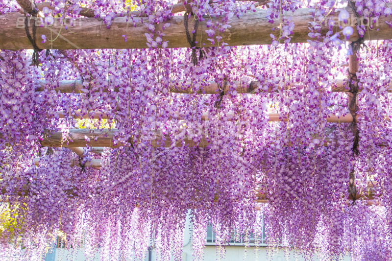 亀戸天神社の藤まつり,藤まつり,藤の花,藤,ふじ,藤棚,藤だな,ふじ棚,紫,春,花,お花,フラワー,亀戸天満神,亀戸天神,亀戸天満宮,東宰府天満宮,神社,参拝,江東区,亀戸,天満宮,菅原道真,学問,天満大自在天神,天菩日命,flower,japan