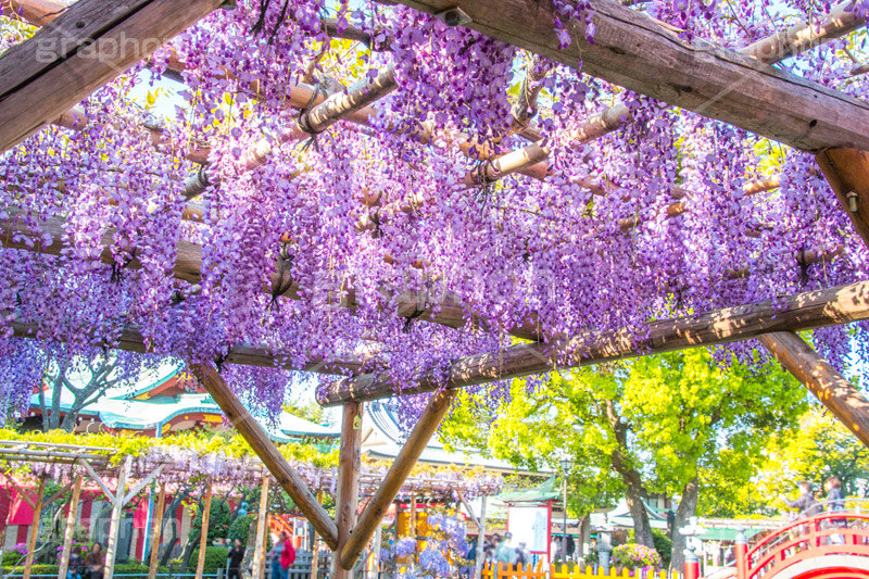 亀戸天神社の藤まつり,藤まつり,藤の花,藤,ふじ,藤棚,藤だな,ふじ棚,紫,春,花,お花,フラワー,亀戸天満神,亀戸天神,亀戸天満宮,東宰府天満宮,神社,参拝,江東区,亀戸,天満宮,菅原道真,学問,天満大自在天神,天菩日命,flower,japan