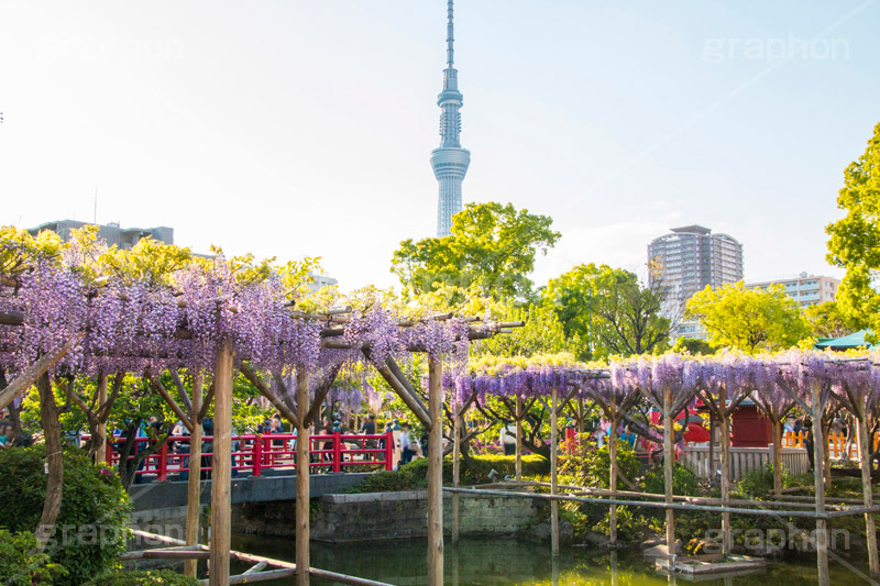亀戸天神社の藤まつり,藤まつり,藤の花,藤,ふじ,藤棚,藤だな,ふじ棚,紫,春,花,お花,フラワー,亀戸天満神,亀戸天神,亀戸天満宮,東宰府天満宮,神社,参拝,江東区,亀戸,天満宮,菅原道真,学問,天満大自在天神,天菩日命,flower,japan