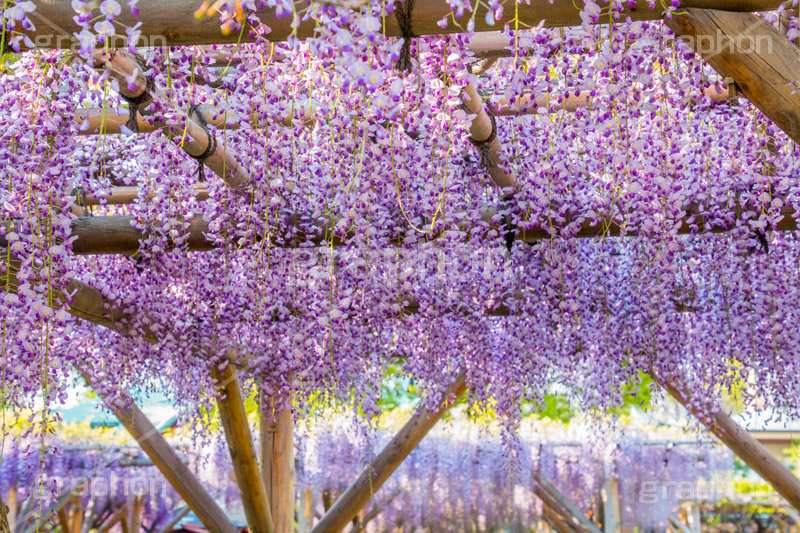 亀戸天神社の藤まつり,藤まつり,藤の花,藤,ふじ,藤棚,藤だな,ふじ棚,紫,春,花,お花,フラワー,亀戸天満神,亀戸天神,亀戸天満宮,東宰府天満宮,神社,参拝,江東区,亀戸,天満宮,菅原道真,学問,天満大自在天神,天菩日命,flower,japan