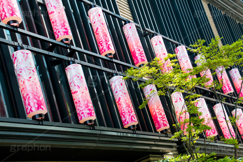 春のコレド日本橋,日本橋,NIHONBASHI SAKURA GATE,仲通り,コレド,桜提灯,灯籠,桜,さくら,イベント,フェスティバル,春,spring,festival,japan,情緒,風情