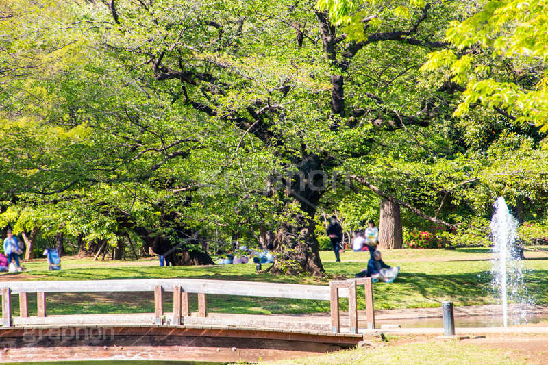 代々木公園,代々木,公園,渋谷,原宿,渋谷区,自然,草木,大きな木,樹木,憩い,park,tokyo,噴水,橋