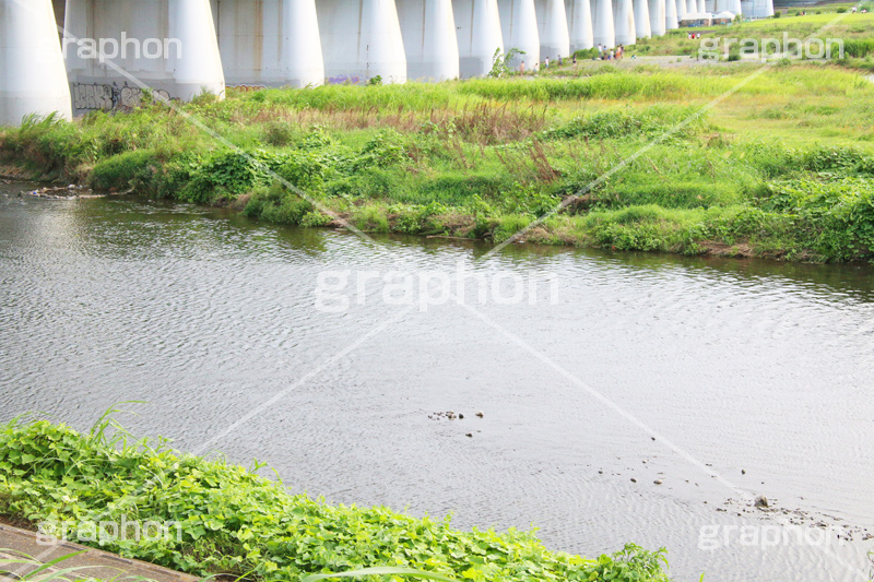 橋,河川,河川敷,二子玉,二子玉川,玉川,にこたま,ニコタマ,世田谷区,川,河原,かわ,多摩川