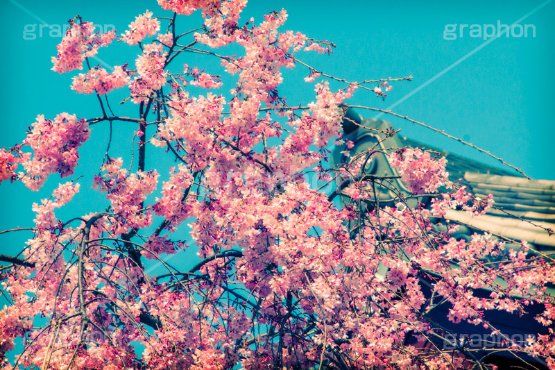 増上寺の桜,トイカメラ撮影,トイカメラ,ヴィンテージ,ビンテージ,レトロ,お洒落,おしゃれ,オシャレ,味わい,トンネル効果